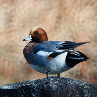 いかにもカモじゃ
