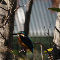 瑠璃も玻璃も照らせば光る