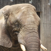 とべ動物園