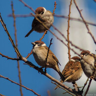 スズメなるかな