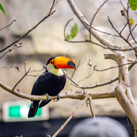 愉快な鳥さん。
