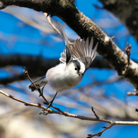 エナガ　飛び出し