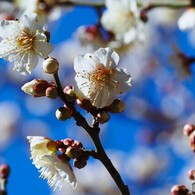 紅白梅見頃～ⅳ