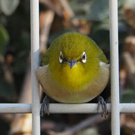 実践 Ⅶ　～鶯餅じゃぁ～ねえよ～
