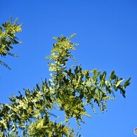 あと少しで開花