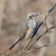 冬の里山で(ヒヨドリ2)