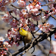 サクラ×メデル×メジロ