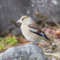 冬の里山で15(シメ)