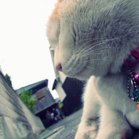 ねこねこ！