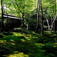 Kyoto Green