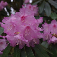 なんの花？