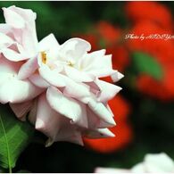 薔薇