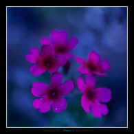 Color of Love