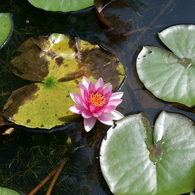 御所湖広域公園尾入野湿生植物園2