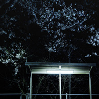 yoru-sakura