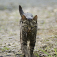 猫　何こっちみてるにゃ