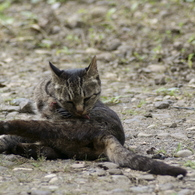 猫　身繕い2