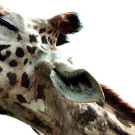 giraffy' kiss