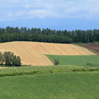 癒 し の 丘　　　― Patchwork Land ―