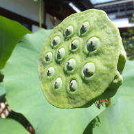 蓮