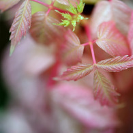 秋に芽吹くピンクの葉