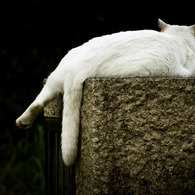 Droopy tail