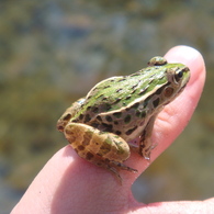 カエル