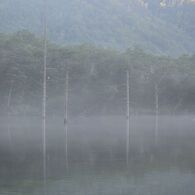 大正池の朝もや２