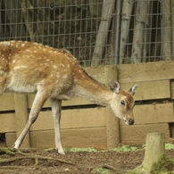 ニホンジカ 1