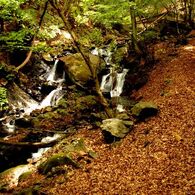 落葉の絨毯と小川