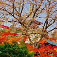 本土寺の紅葉２（1280x718)