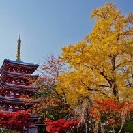 本土寺の紅葉3 (1280x718)