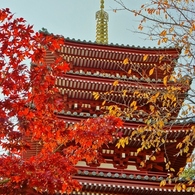 本土寺の紅葉4