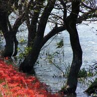 彼岸花・津屋川03