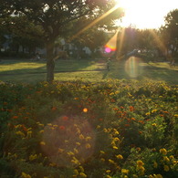 夕日の公園の花壇