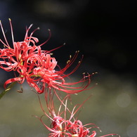 曼珠沙華