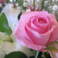 薔薇