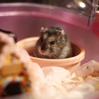 友達のペット