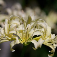 Lycoris