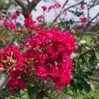 百日紅