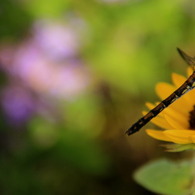 夏の花と秋の虫。