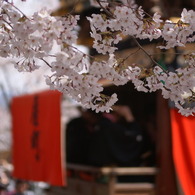 桜とからくり奉納
