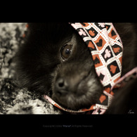 Little Red Riding Hood