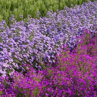 １０月の花簪　菊　じつは孔雀草