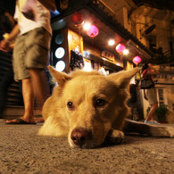 九份の犬