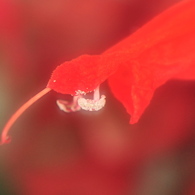 笑顔
