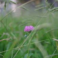 れんげの花