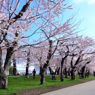 桜並木