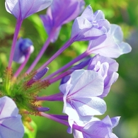秋の花