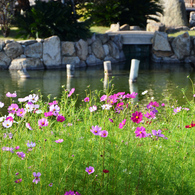 淡路島：国営明石海峡公園 22